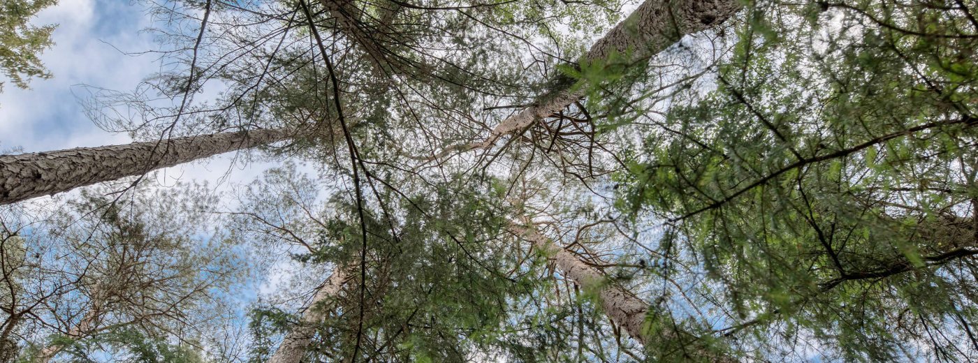 Bomen van onderaf gezien