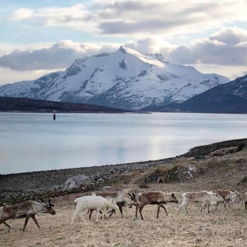 Slettelandskap med innsjø, reinsdyr og høye fjell.